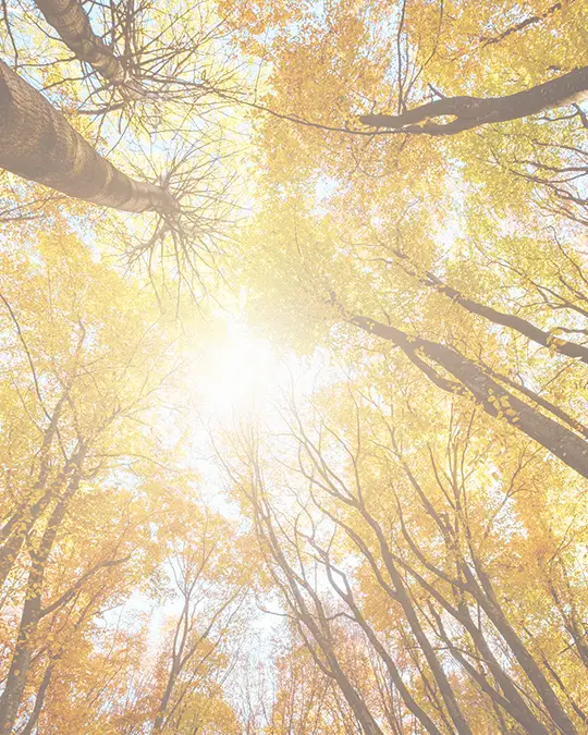 View of tall trees in the fall